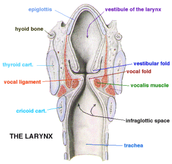 larynx