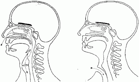 larynx01